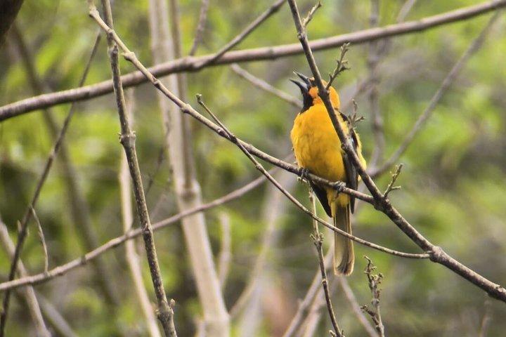 El Espino Eco Park Vogelbeobachtungstour mit einem Fortgeschrittener