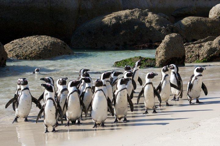 Halbtägige Boulders Penguins und Cape Point Kleingruppentour