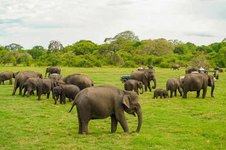Minneriya Luxus Safari Morgen Vögel oder Nachmittag Herden