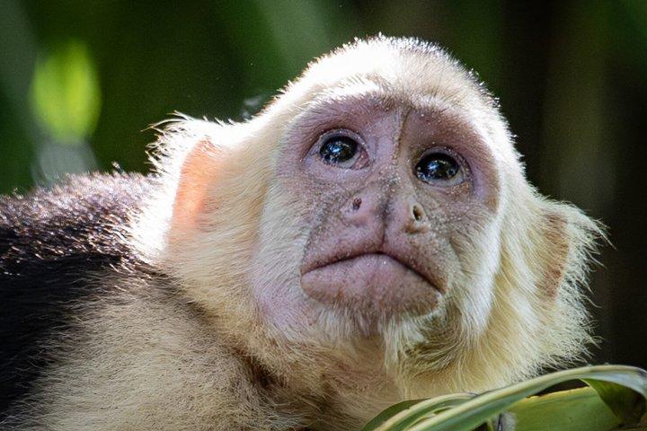 Private Manuel Antonio National Park Tour med frokost