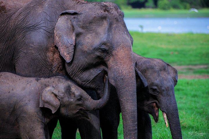 ミネリヤ国立公園プライベートジープサファリ(エキスパートガイド付き)