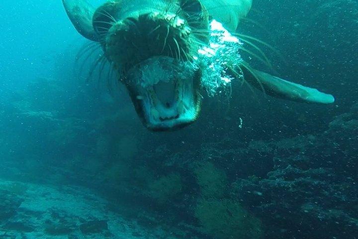 Hele dag snorkelen op Pinzon Island en Santa Cruz Landing