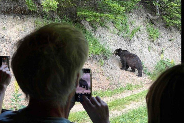 Beren kijken in Brasov: Observeer wilde beren vanuit een schuilplaats (100%)