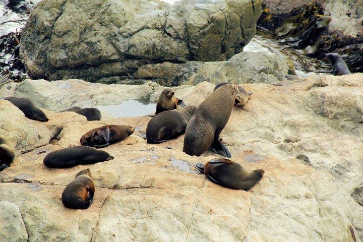 Excursion d'une journée à Kaikōura au départ de Christchurch avec un vol d'observation des baleines