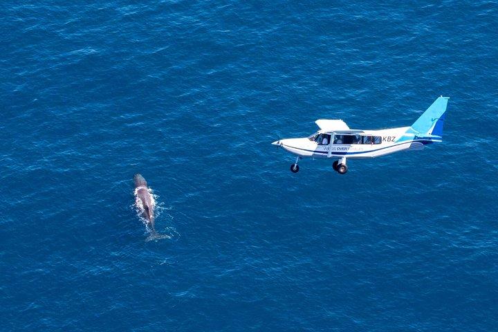 Excursion d'une journée à Kaikōura au départ de Christchurch avec un vol d'observation des baleines