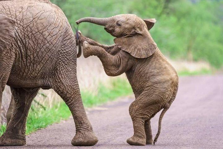 2 - Day Authentic Big Five Camping Safari in Pilanesberg