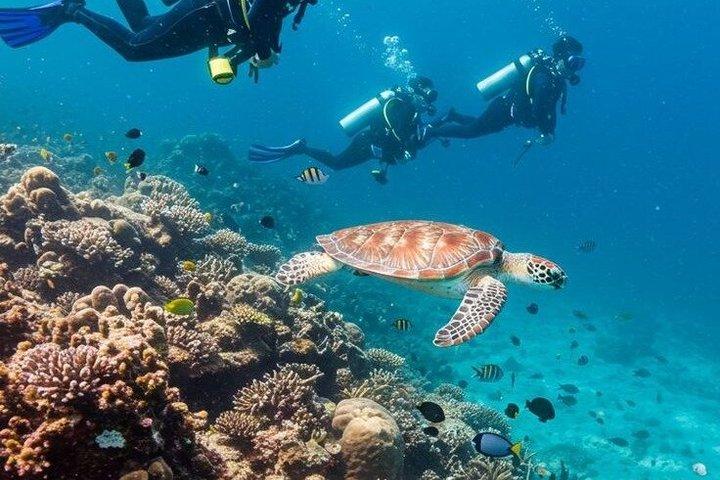 Red Sea Scuba Diving Adventure from Hurghada with Lunch Transfers