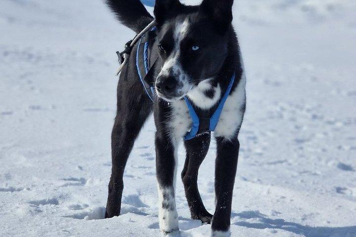 Tour de raquetas de nieve para grupos pequeños con Fika