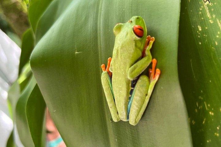 Sloths Frogs Waterfall Café e Chocolate Tour Privado