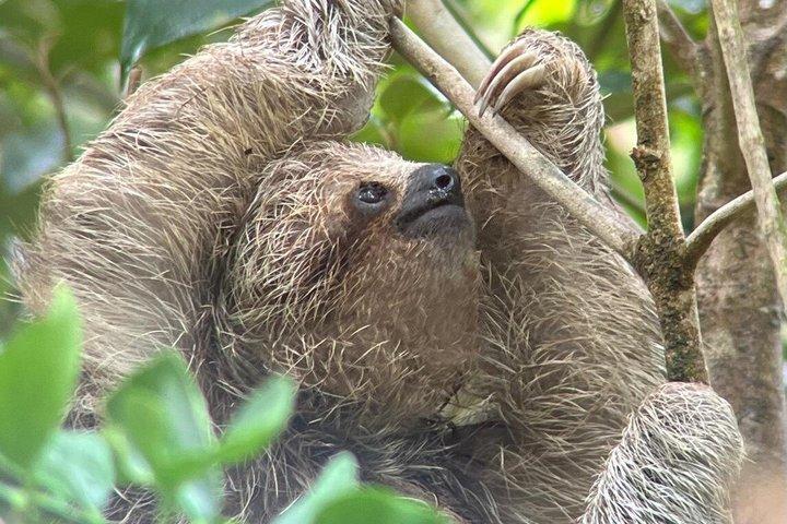 Hoteller i nærheden af Sloths Frogs Waterfall Coffee and Chocolate Private Tour