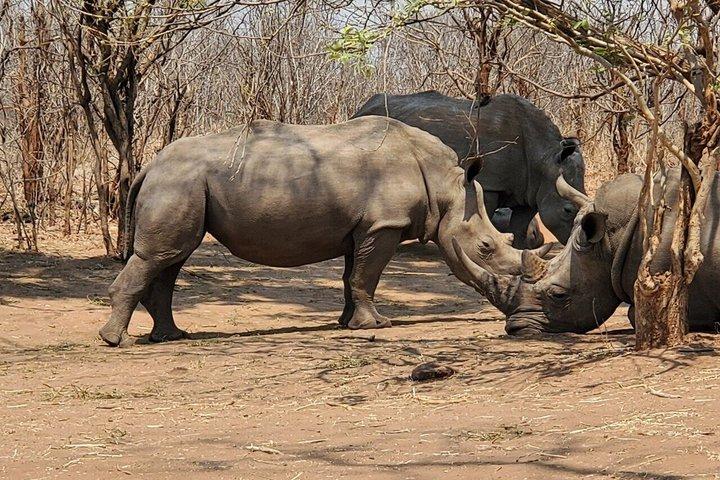 Begeleide Falls & Rhino Game Drive Safari vanuit Livingstone (Combo)