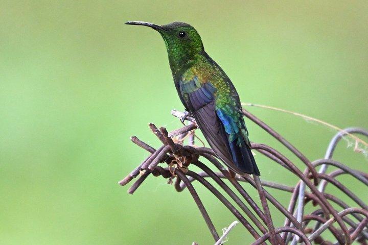 Tour de observación de aves con el susurrador de aves en Montserrat