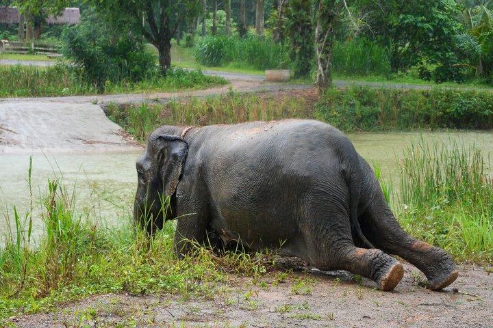 Ein Minimoment im Krabi Roaming Elephant Sanctuary (NO-Touching)