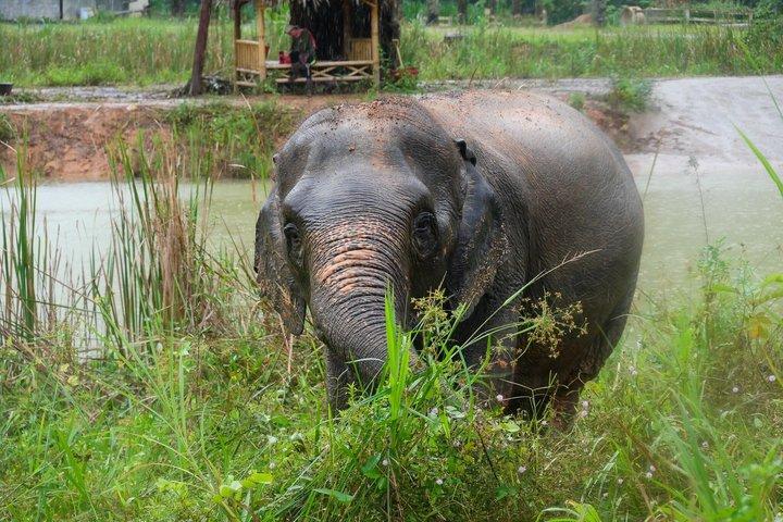 Destacado de medio día con elefantes (sin tocar) en Ao Nang