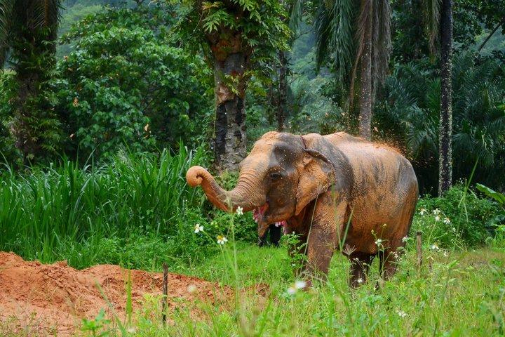 Un minimomento en el santuario de elefantes itinerantes de Krabi (NO-Tocar)