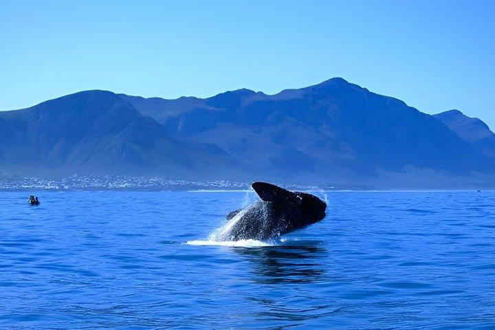 Cape Town To Hermanus Whale Watch and Penguin Shuttle Services