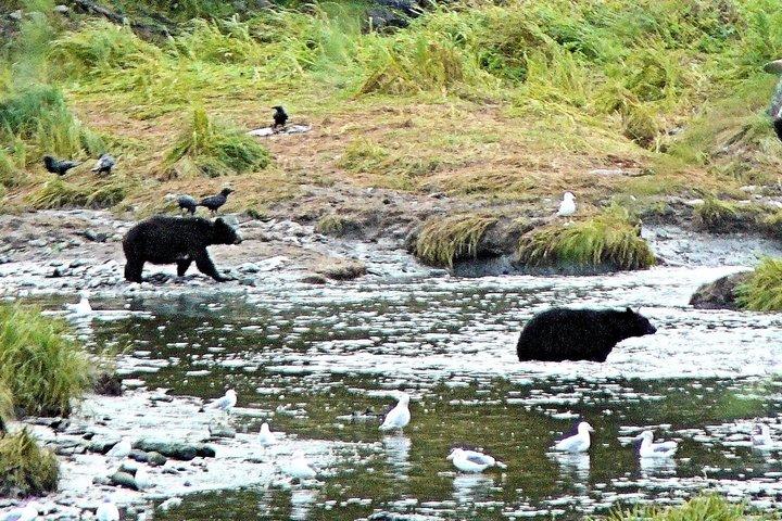 Ketchikan Deluxe City, Saxman aldeia nativa e passeio pela vida selvagem