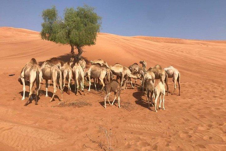Safari dans le désert du matin avec quad, balade à dos de chameau et Falcon