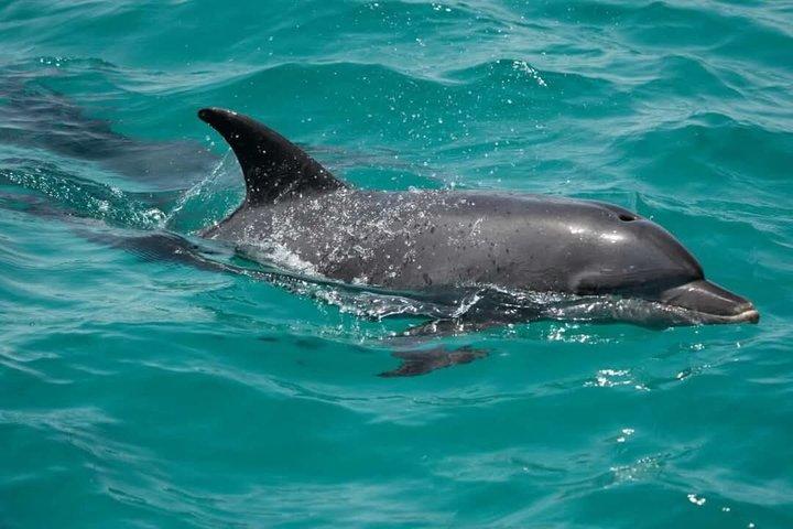 Luksus privat speedbåd Dolphin House snorkling eventyr