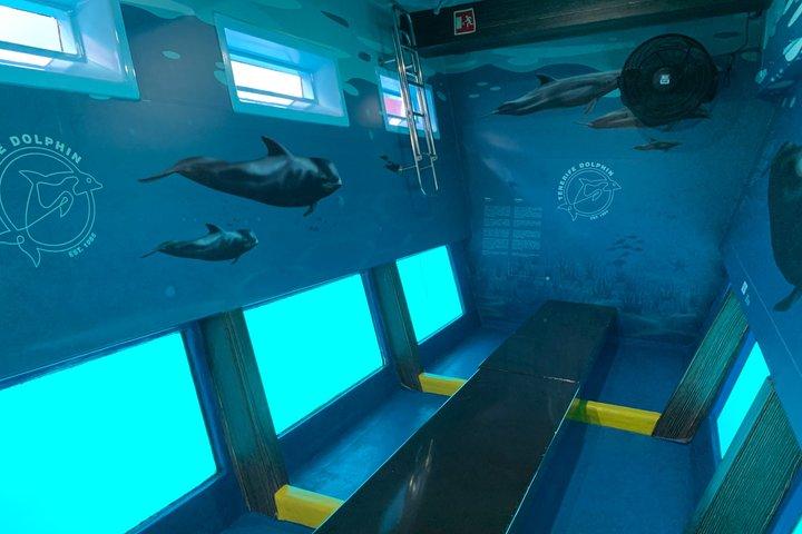 Dolphin & Whale Watching Mini Cruise med undervandsvisning