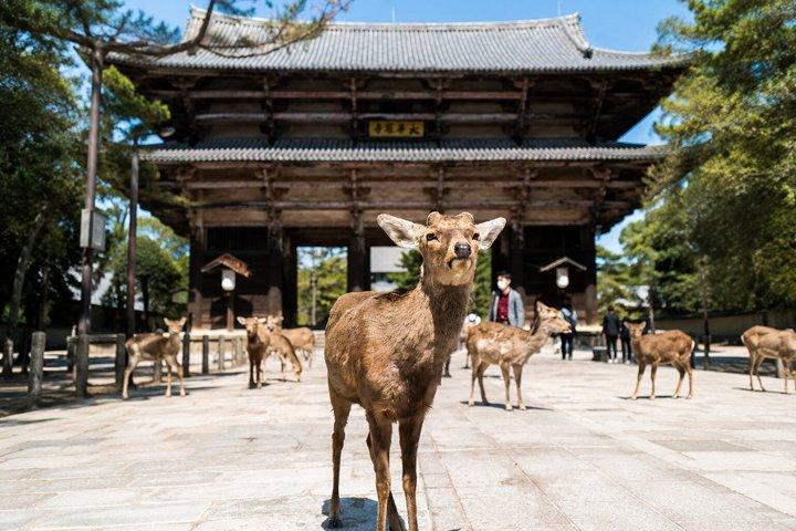 Excursão a pé pelo Parque Nara Deer Todaiji e Templo de Buda