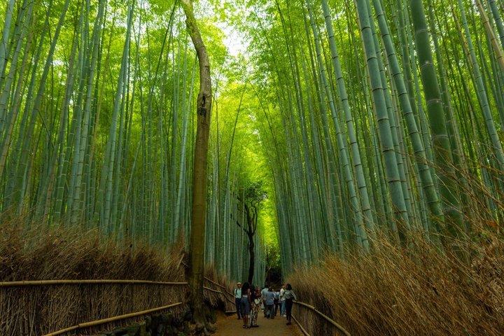 Excursão de ônibus em Kyoto: Fushimi, Kiyomizu, Kinkaku-ji & Arashiyama