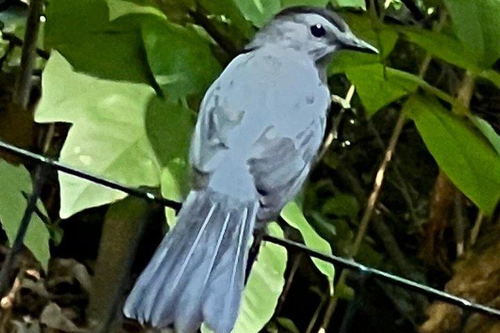 Circuit d'observation des oiseaux Junior Central Park
