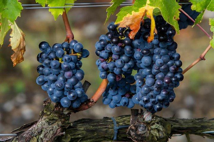 da Roma Montepulciano e Montalcino, le Strade del Vino