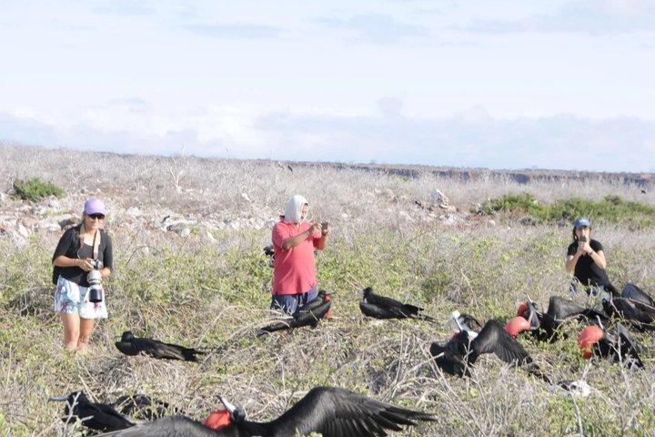 Tour terrestre de un día a Isla Seymour Norte en Galápagos