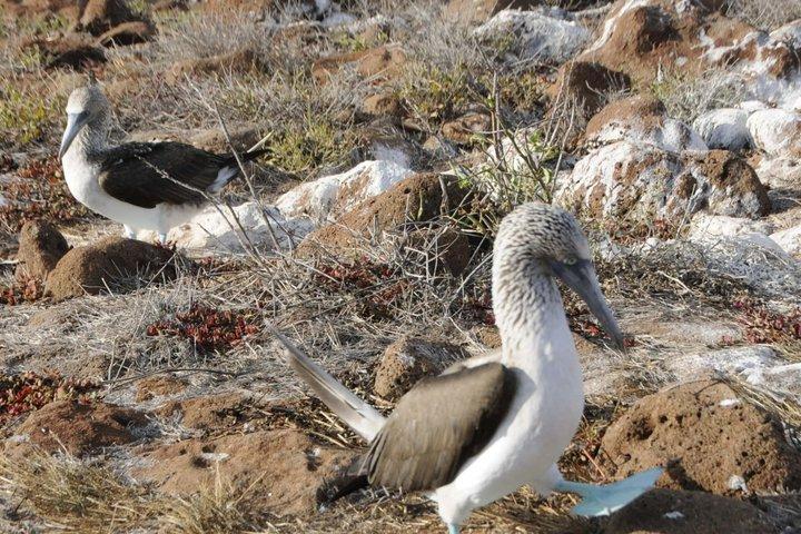 Tour terrestre de un día a Isla Seymour Norte en Galápagos