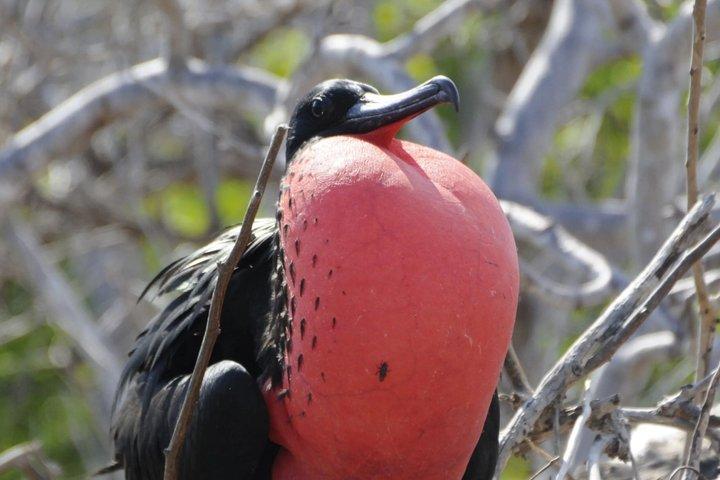 Tour terrestre de un día a Isla Seymour Norte en Galápagos