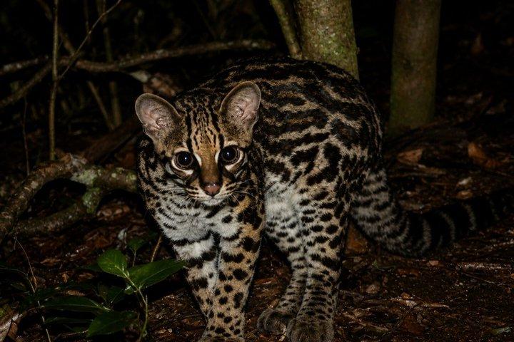 Tour guidato notturno nella foresta delle nuvole di Monteverde