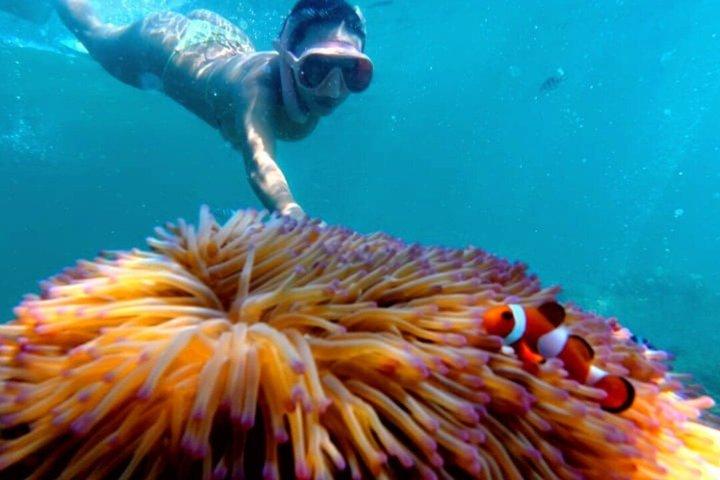 Tunku Abdul Rahman Marine Sapi y Manukan Snorkeling con almuerzo