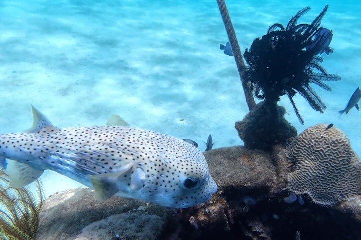 Tunku Abdul Rahman Marine Sapi y Manukan Snorkeling con almuerzo