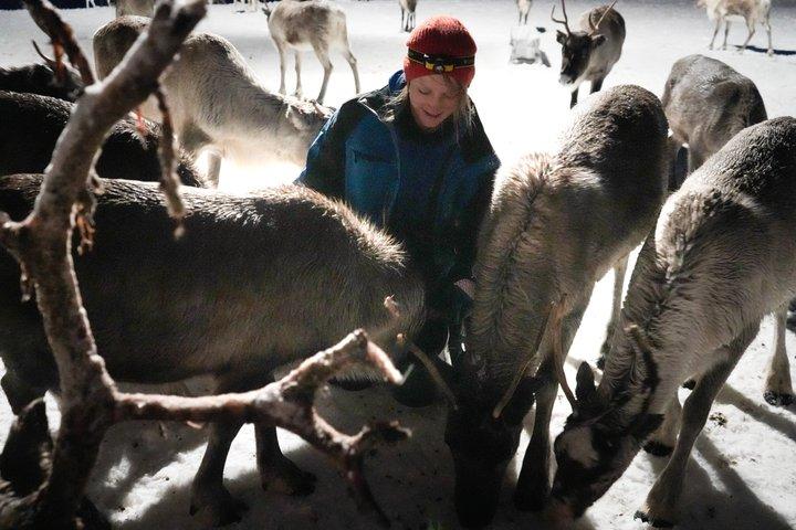 Alimentazione delle renne & Cultura Sámi con possibilità per l'aurora boreale