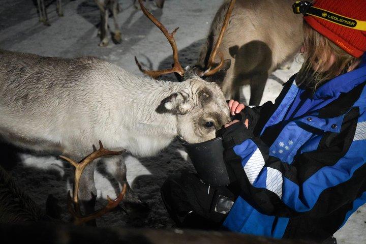 Alimentazione delle renne & Cultura Sámi con possibilità per l'aurora boreale