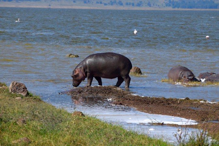 Excursión de un día al cráter Ngorongoro desde Arusha