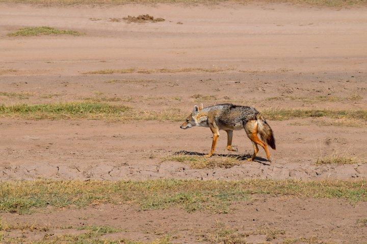 Excursión de un día al cráter Ngorongoro desde Arusha