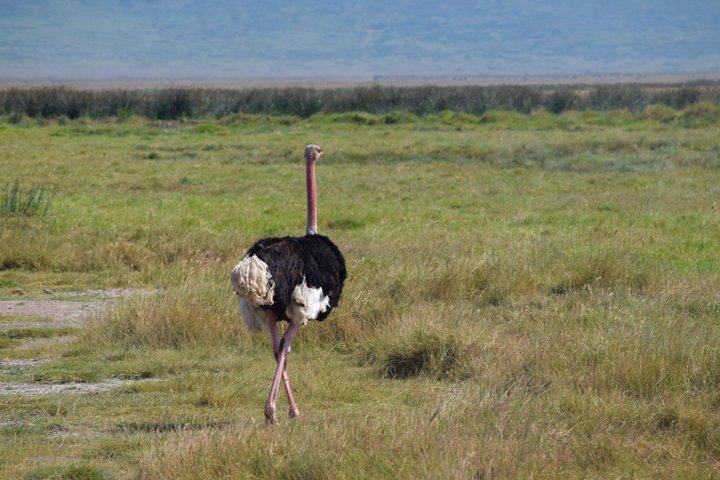 Excursión de un día al cráter Ngorongoro desde Arusha