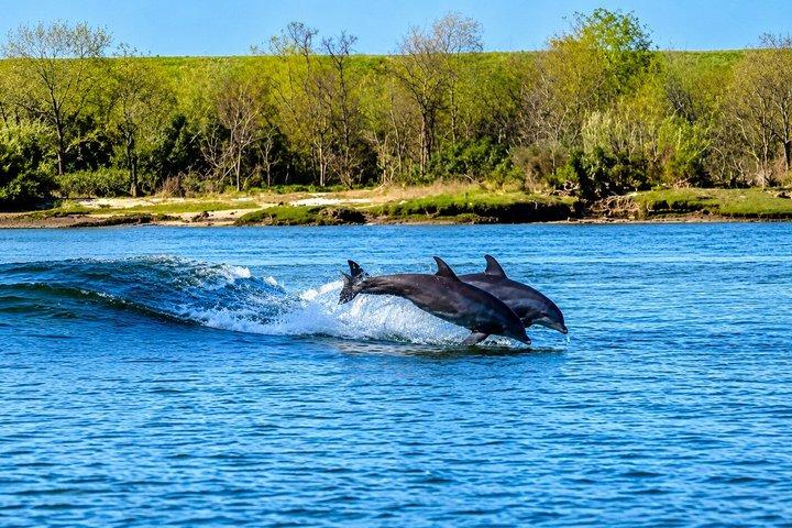 2 horas de passeio ecológico com golfinhos
