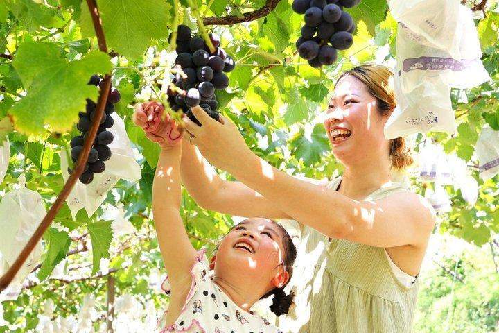 Yokabus Fukuoka Hiyoko Snoepfabriek & Seizoensgebonden Fruitpluk