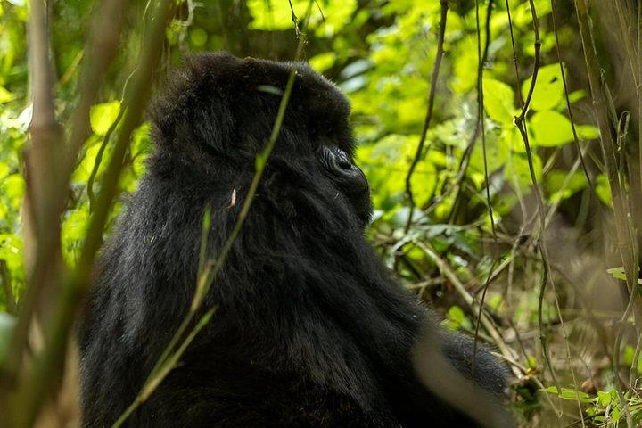 Transport zum Mountain Gorilla Trekking im Vulkan Nationalpark
