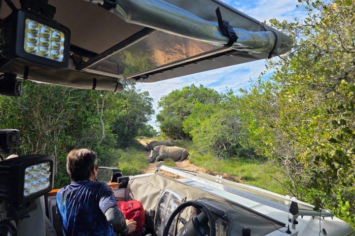 Fuld dag Addo Park & Schotia Reserve (Åben 4x4 køretøj)