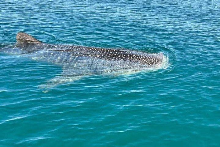 Tour Guiado a Isla Espíritu Santo