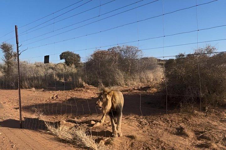 Excursión de un día al Santuario de Vida Silvestre de N/a'an ku se desde Windhoek