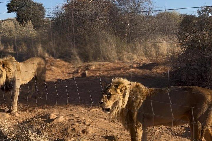 Excursión de un día al Santuario de Vida Silvestre de N/a'an ku se desde Windhoek