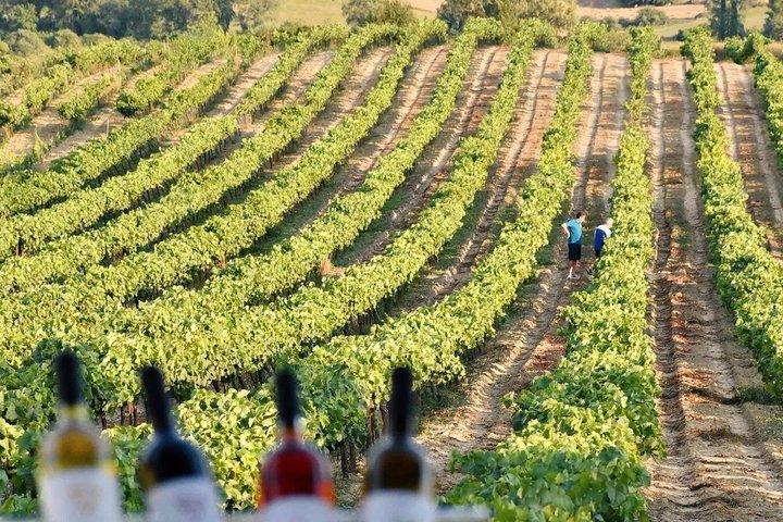 Escursione a terra a Katakolo Due cantine boutique con degustazione di vini