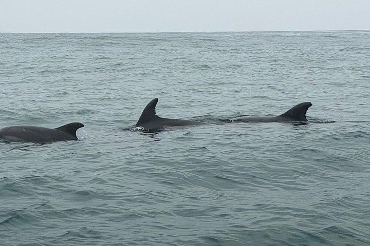 Experience San Diego Dolphin Watching Shared Tour