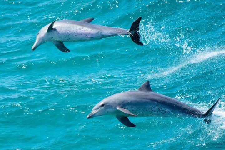 Dagstur till North Stradbroke Island från Brisbane – liten grupp