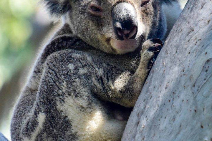 Dagstur till North Stradbroke Island från Brisbane – liten grupp